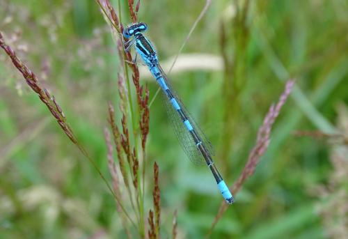Réf. 264 866 : Coenagrion scitulum